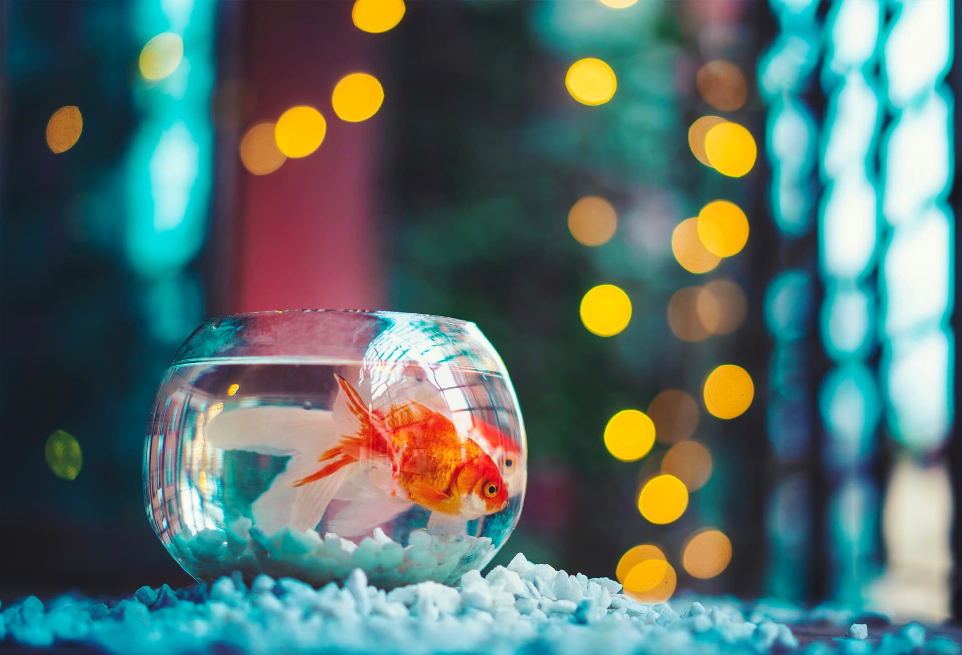 How to Move House With a Fish Tank: A Step-by-Step Guide for Cardiff Movers