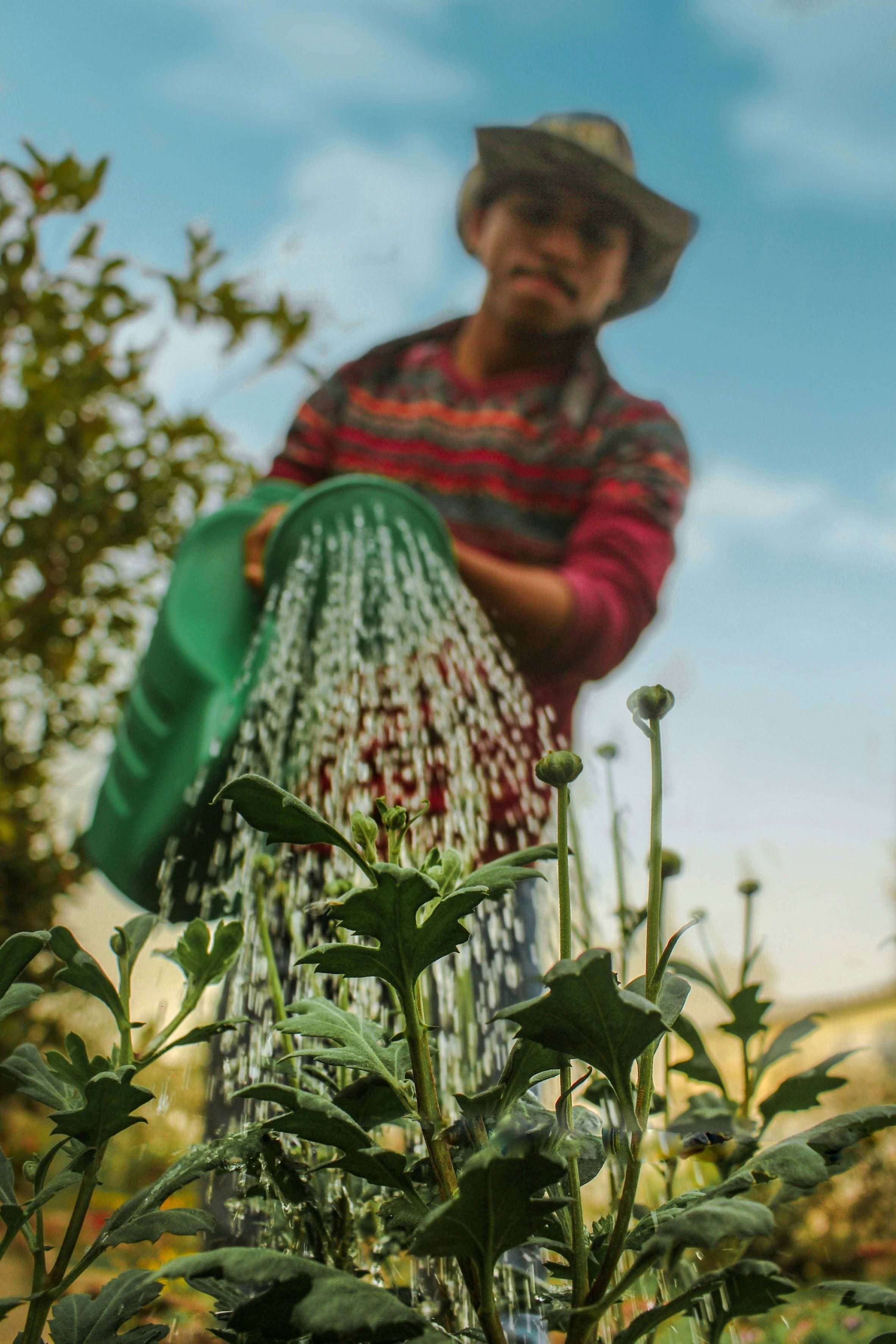 Garden etiquette for tenants this summer